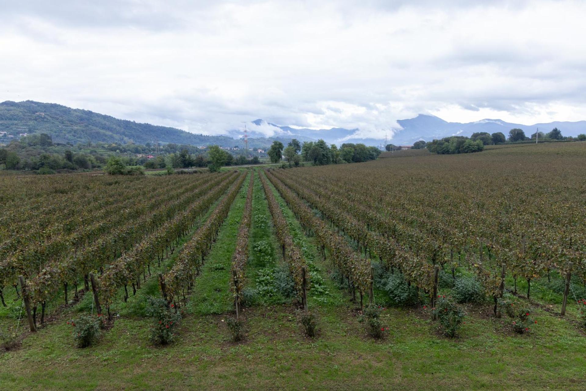 Agriturismo Ripa Del Bosco Capriolo Екстер'єр фото